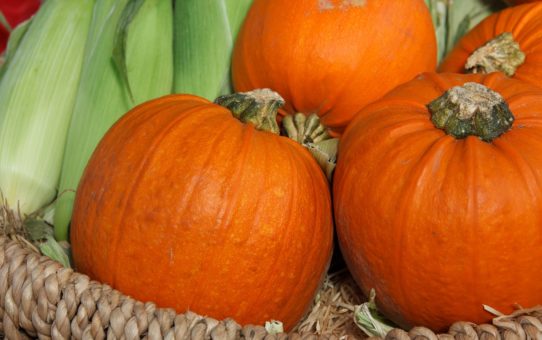 Image of pumpkins for the pumpkin patch parable